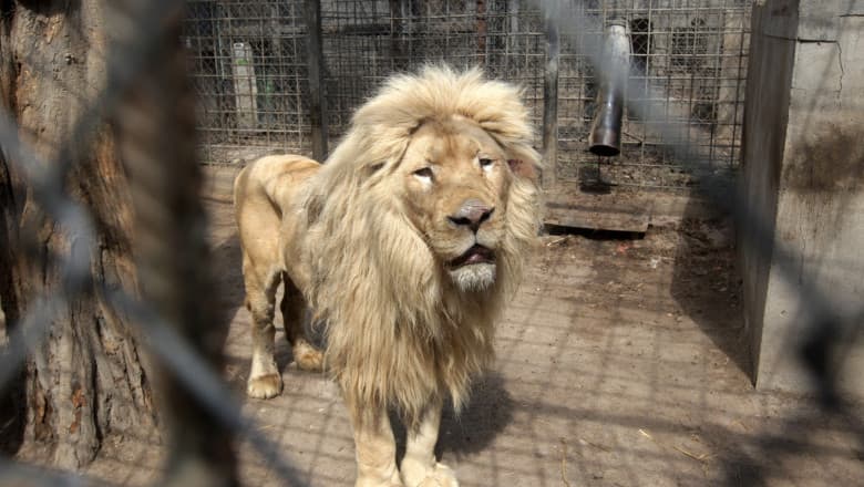 Doi angajați ai grădinii zoologice din Harkov, au fost uciși de soldații ruși