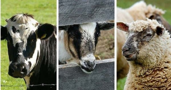 Fermierii pot depune cereri pentru a primi plăți directe pe cap de animal
