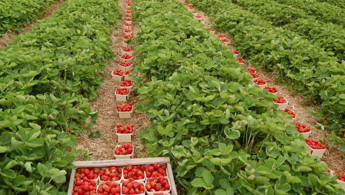Din cauza războiului din Ucraina, au redus plantațiile de căpșuni