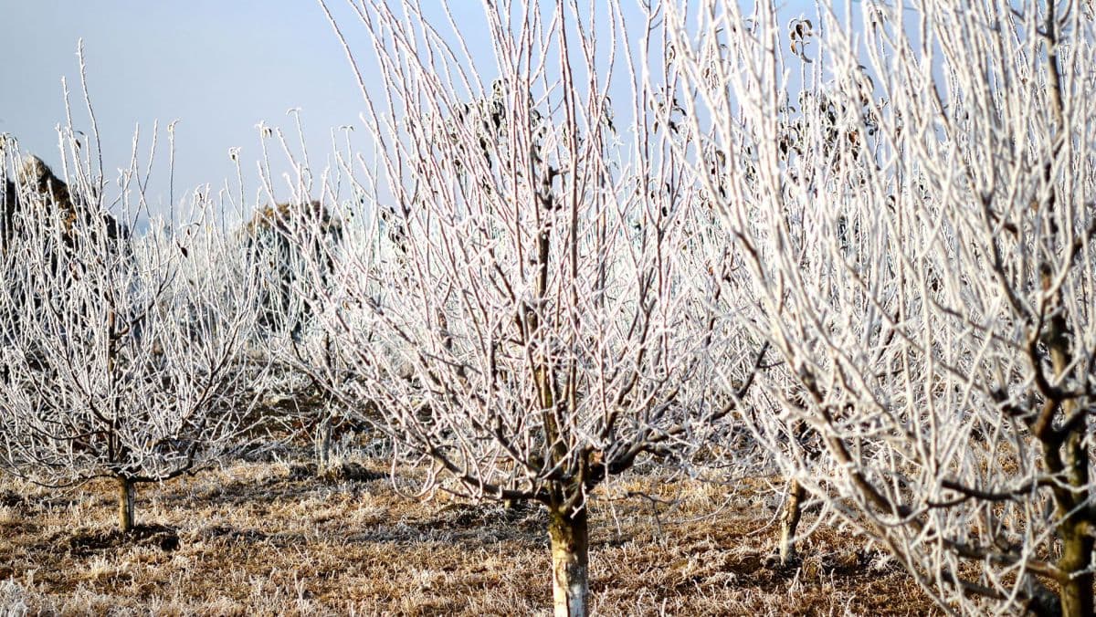 Alertă meteo: COD GALBEN de îngheț la nord