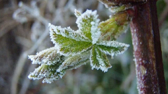 Veste proastă pentru agricultori: COD GALBEN de înghețuri