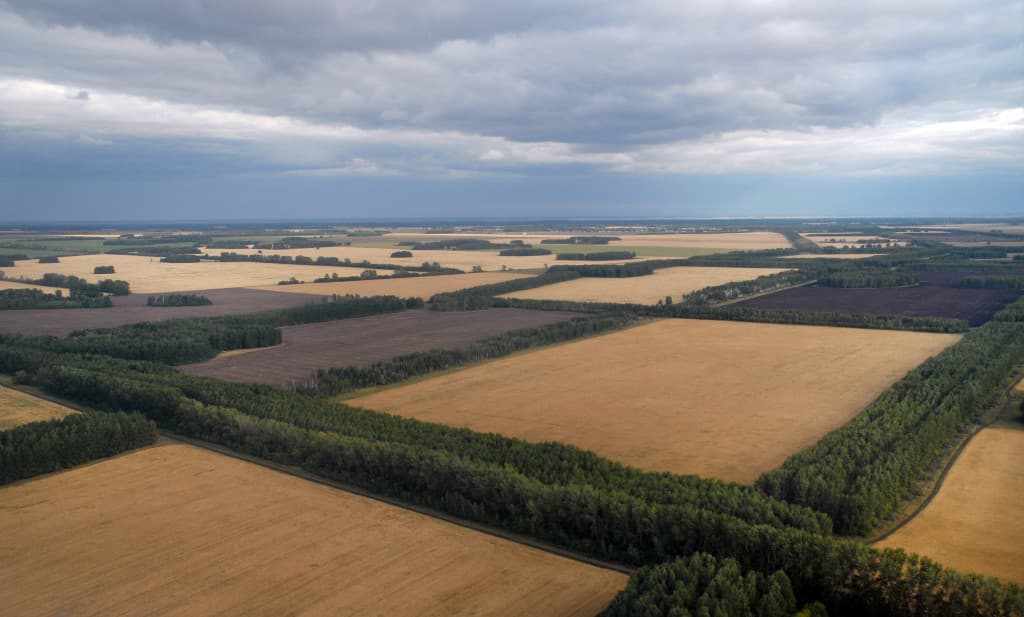 Vânzarea suprafețelor de fâșii forestiere va fi condiționată