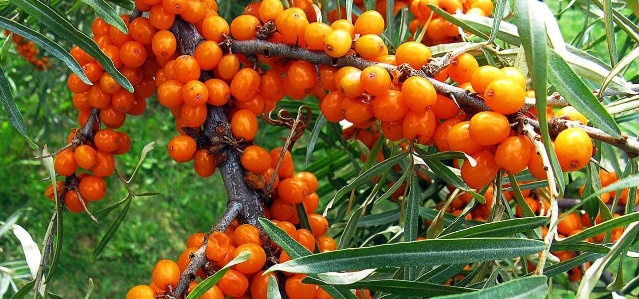 Cultura cătinei o alternativă ecologică la agricultura actuală