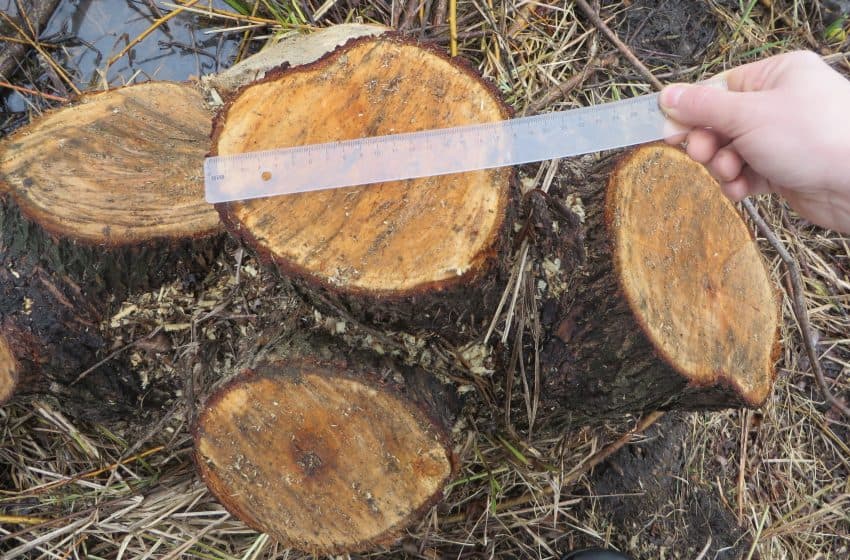 Din nou, tăieri ilicite de copaci la Drochia. Au fost aplicate amenzi