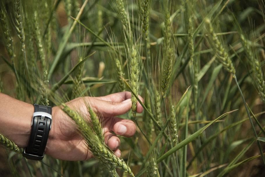 Argentina autorizează plantarea grâului modificat genetic