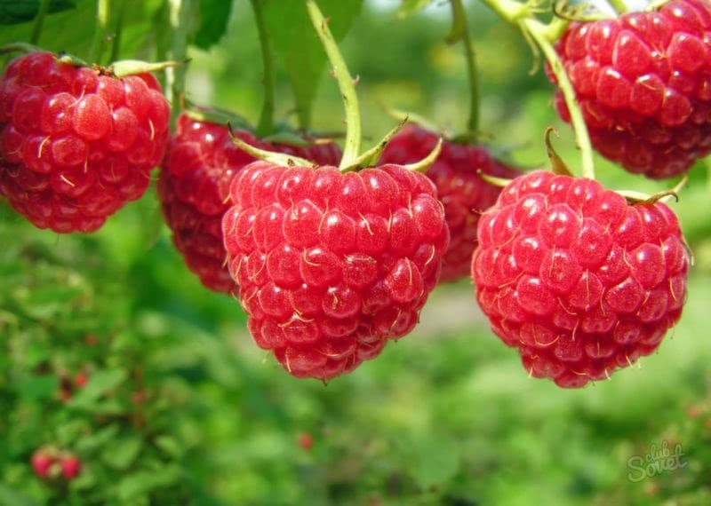 Agricultorii, tot mai interesați să crească zmeură