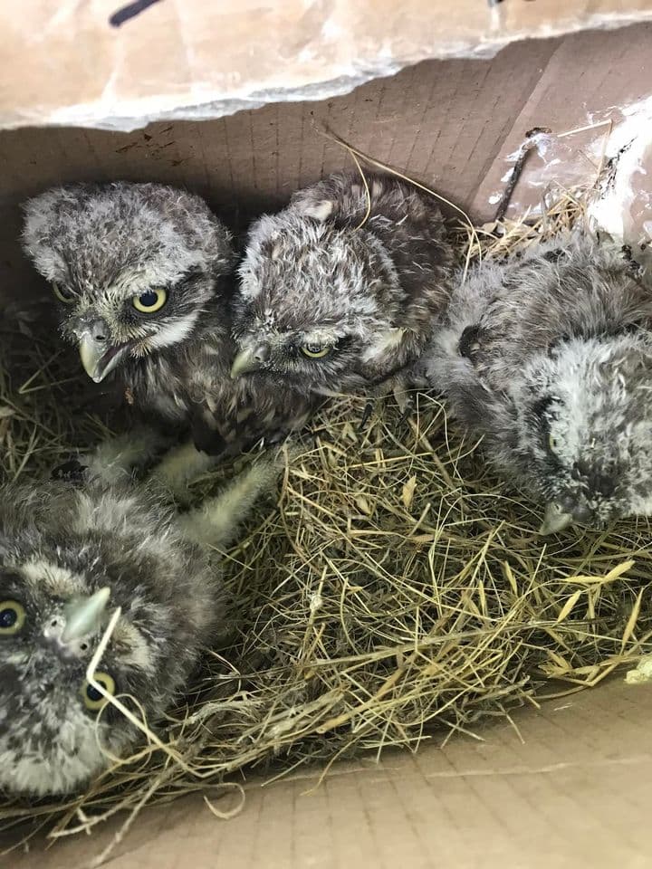 FOTO/ Păsări salvate și duse la Grădina Zoologică