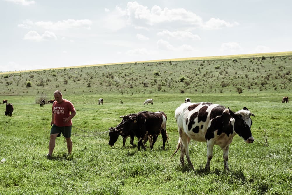 A păscut vitele în pădure și s-a ales cu proces-verbal