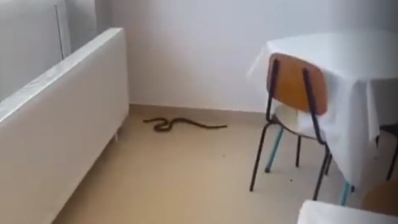 VIDEO/ Un șarpe a fost filmat pe holurile unui spital din România