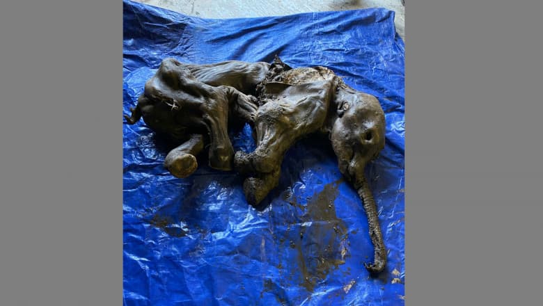 Un miner a găsit un pui de mamut de acum 35.000 de ani mumificat