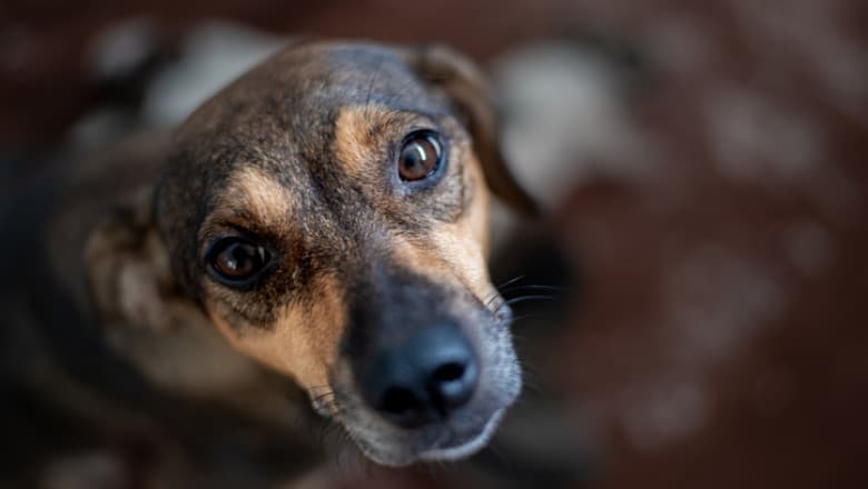 Amendă de 10.000 de lei românești pentru că nu și-a sterilizat câinii