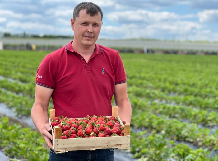 Căpșunile – în centrul unei istorii de succes. Vezi ce venit aduc