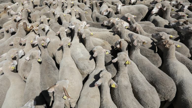 Un TIR cu peste 400 de oi s-a răsturnat în România