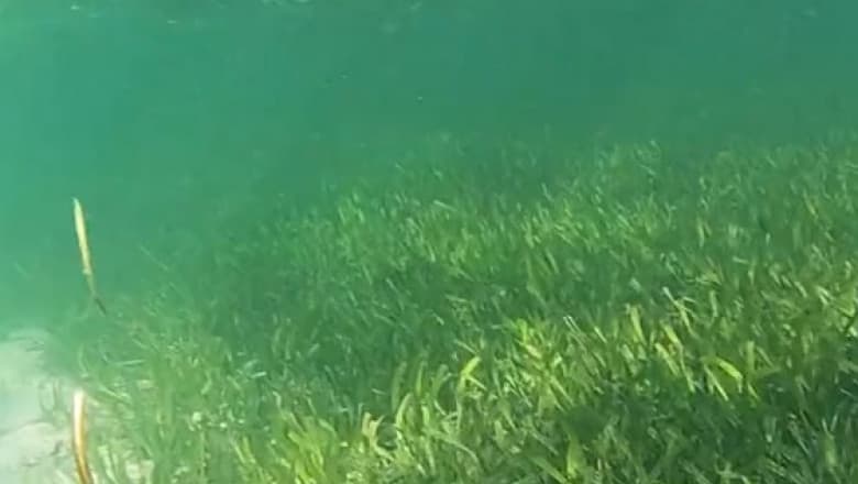 Cea mai mare plantă de pe Pământ, se întinde pe 200 km pătrați