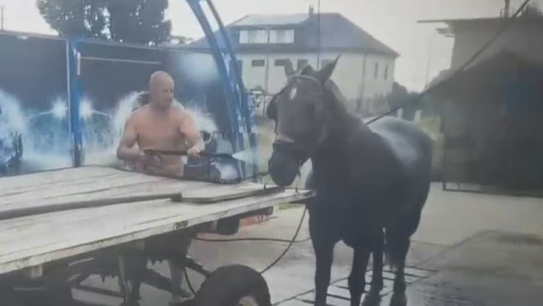 VIDEO/ Un cal a fost spălat sub jetul de apă la o spălătorie din România