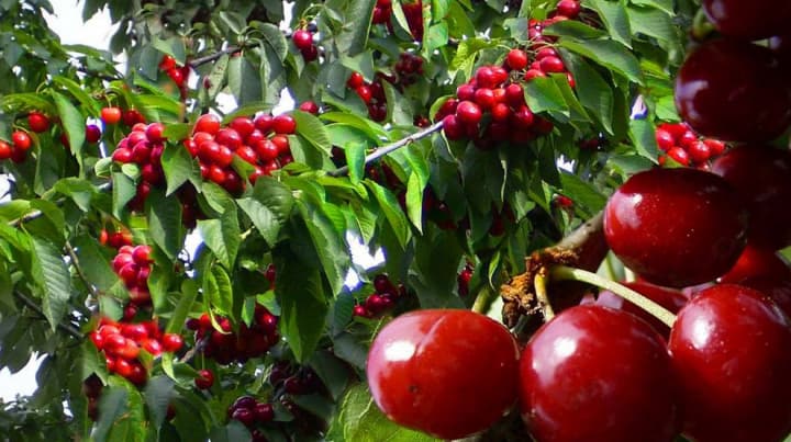 Agricultorii bulgari, alertați de concurența producției moldovenești