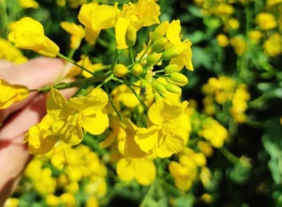 Rapița, lider absolut al exporturilor agricole din iulie