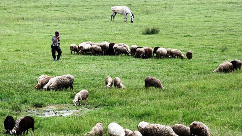 O fostă stână de oi şi capre din Criuleni, cu datorii de 100 milioane