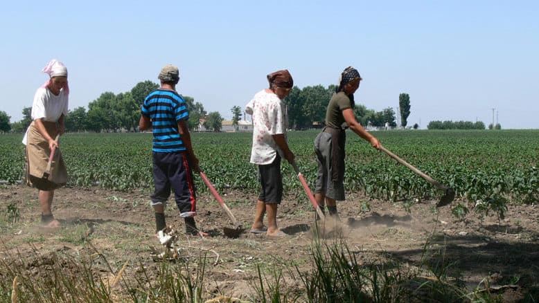 Angajații din agricultură, expuși riscului