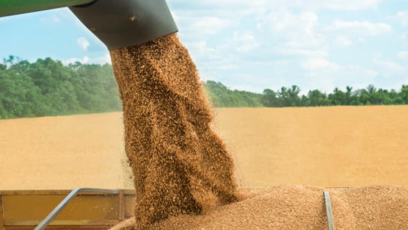 Scădere semnificativă a exporturilor de cereale ale UE, România rămâne lider pe piața grâului