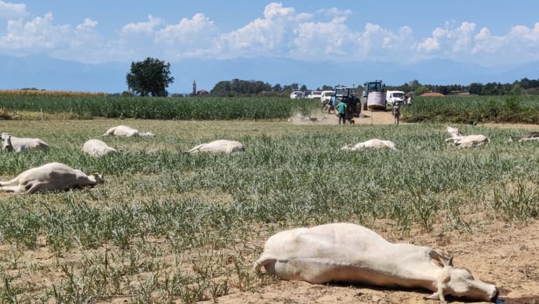 În Italia, zeci de vaci au murit otrăvite din cauza secetei fără precedent