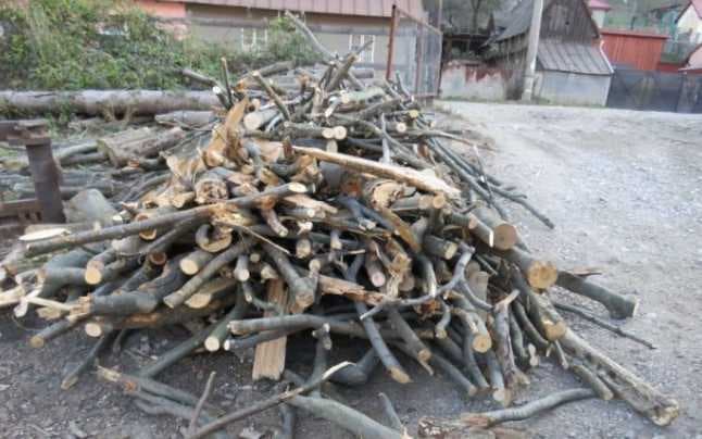 Procedura de obținere a autorizației pentru tăierea copacilor, simplificată