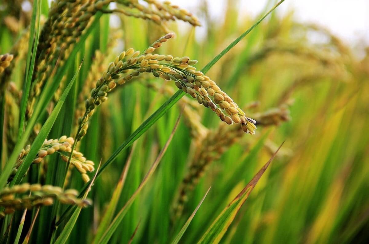 În Germania nu mai este obligatorie rotația culturilor agricole