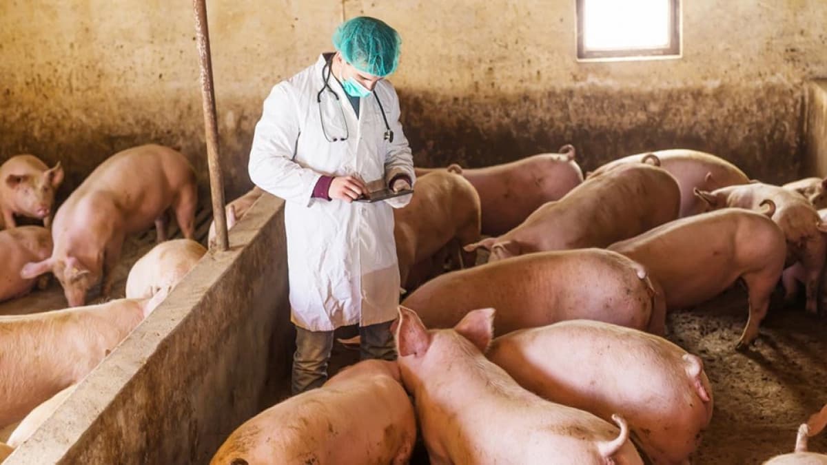 Alertă sanitară în Cărpineni: focare de Pestă Porcină Africană