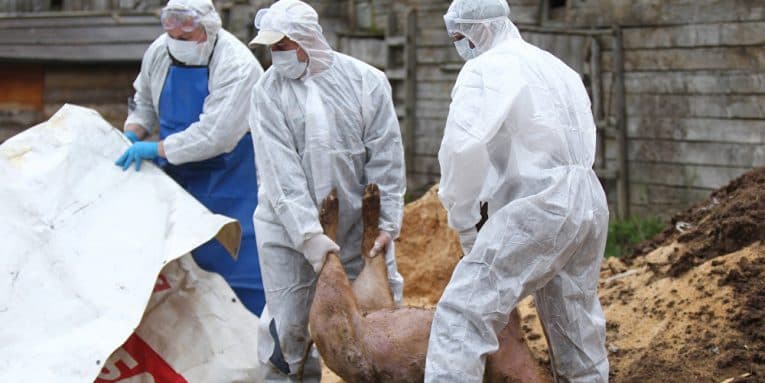 Pe lângă secetă, asta ne mai trebuia. Focar de pestă porcină și gripă aviară