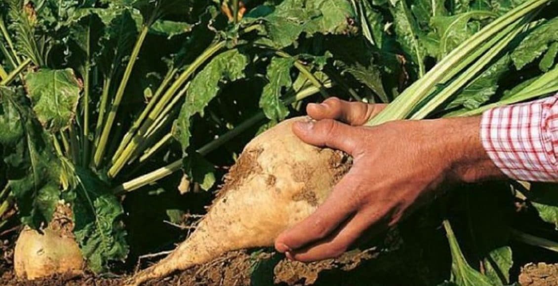 15 milioane de euro pentru cultivatorii de sfeclă de zahăr din România