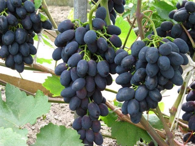 Precipitațiile au influențat asupra calității strugurilor de masă