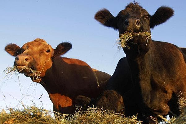 „Au căzut ca muștele”. 50 de vaci, otrăvite, în Italia