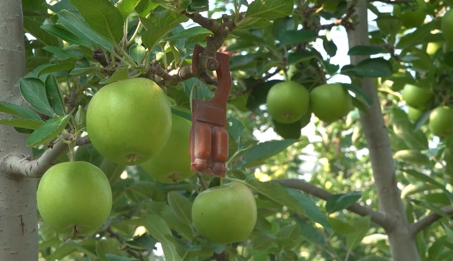 Combaterea dăunătorilor prin metode biologice – produs revoluționar marca BASF