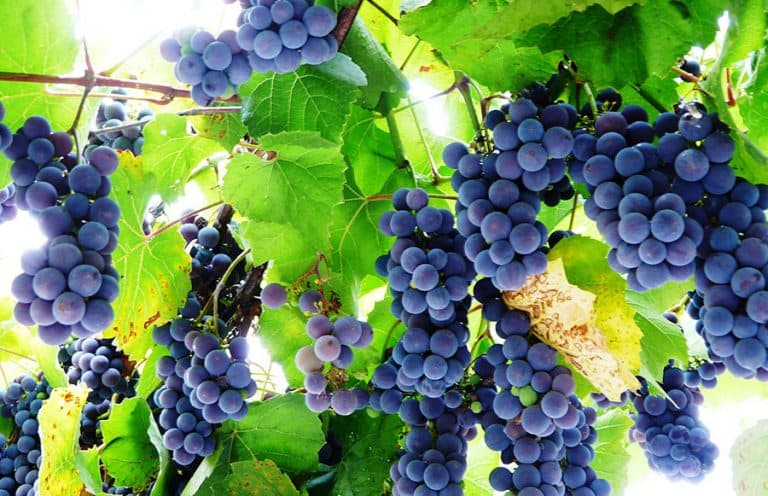 Viticultorii obligați să se înregistreze în Registrul Vitivinicol