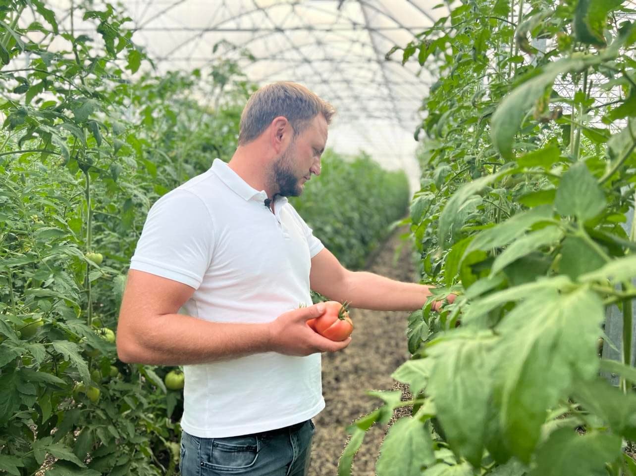 VIDEO/ Crește legume eco în cea mai mare seră din Moldova