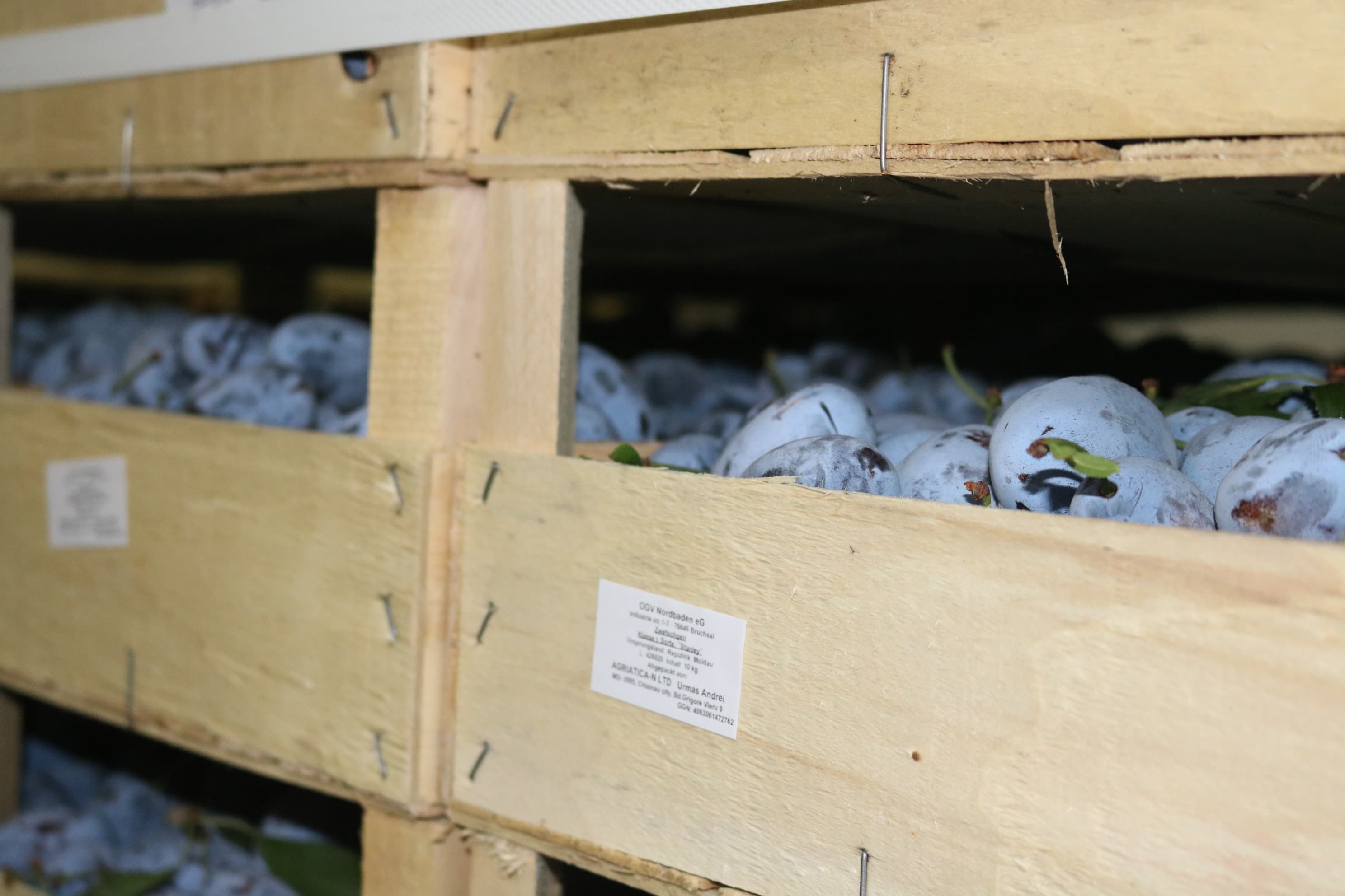170 de tone de prune, cu sprijinul USAID au fost exportate în Germania