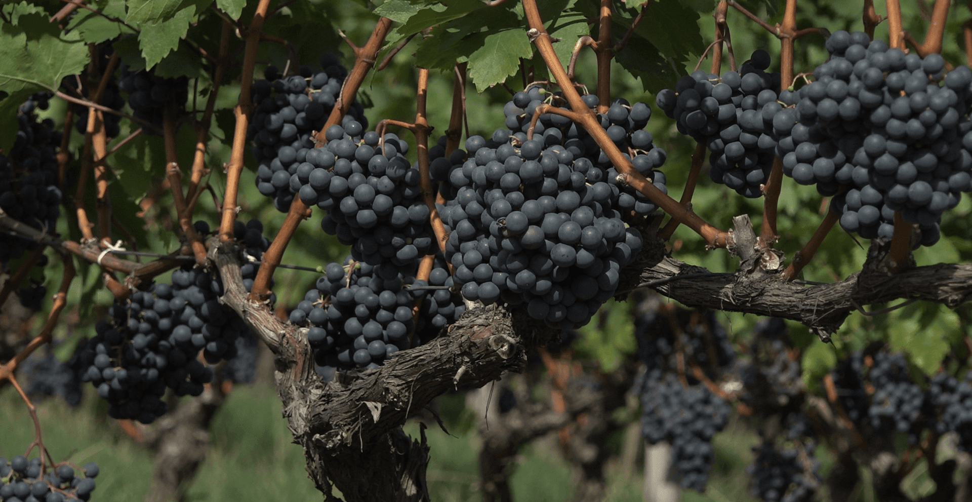 Viticultorii sunt mulțumiți de calitatea și cantitatea strugurilor