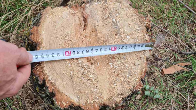 Zeci de arbori de salcâm, defrișați ilegal / FOTO