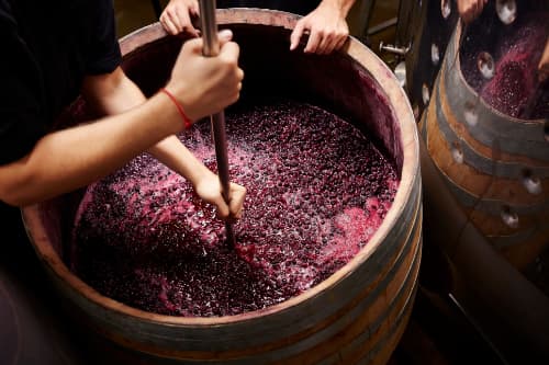 Atenție maximă când produceți vinul. Recomandări
