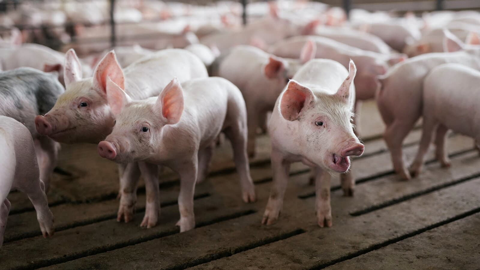 47 de focare de pestă porcină africană în România