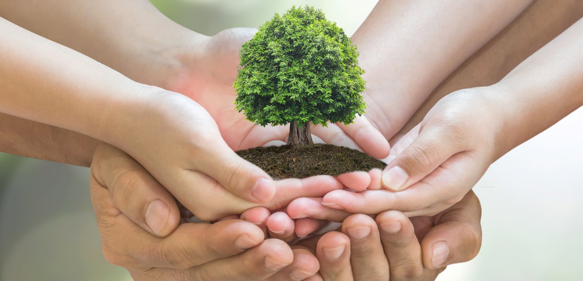 Înverzim plaiul pentru un viitor ecologic