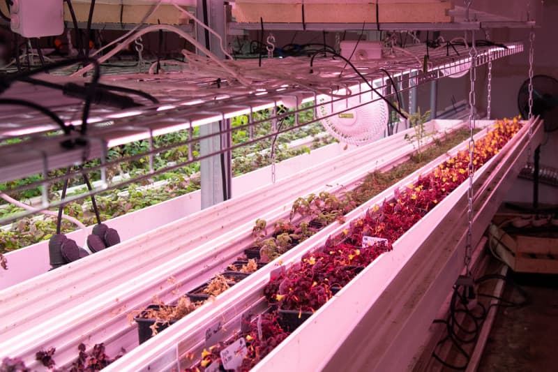 Fermele verticale – viitorul agriculturii?