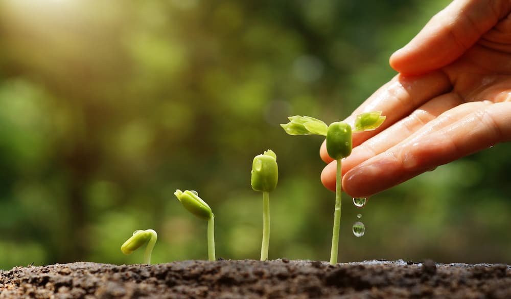 Legislația privind agricultura ecologică va fi perfecționată