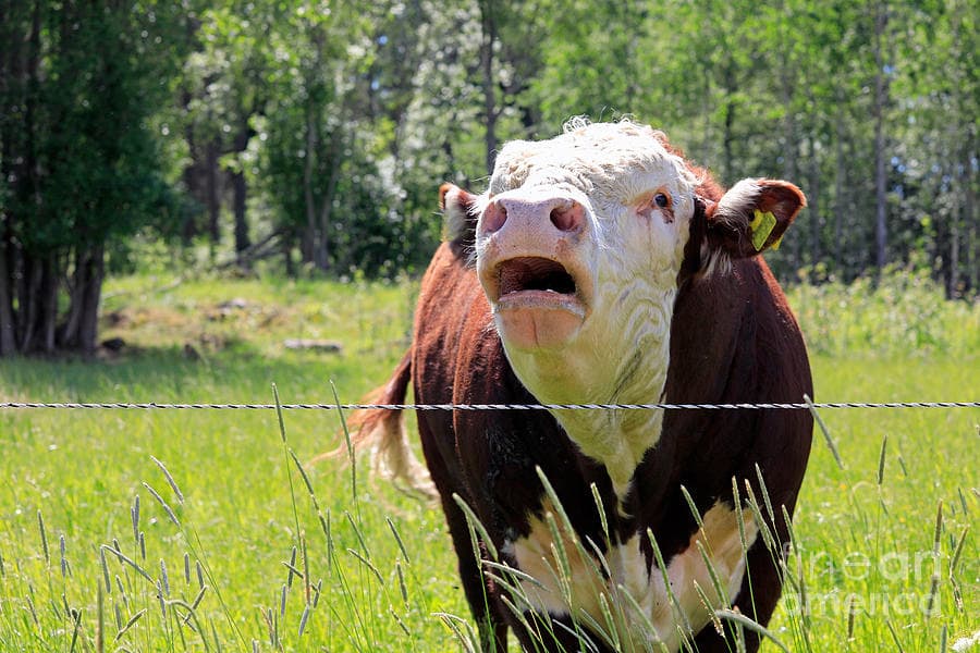 Un nou caz de rabie a fost depistat în Moldova