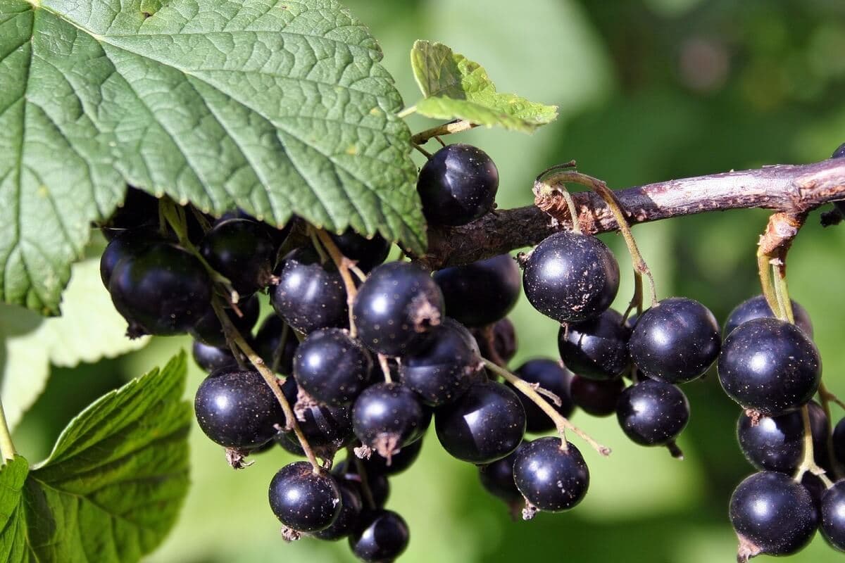 Coacăza neagră, o adevărată comoară pentru organism