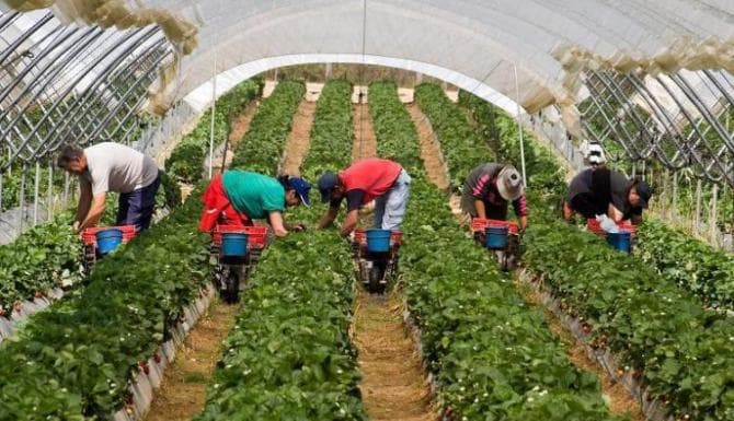 Condiții mai bune pentru beneficiarii de lucrări agricole și zilieri