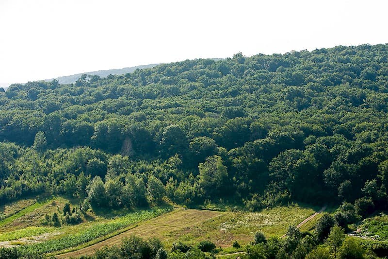Eforturi consistente pentru fondul forestier - eșuate