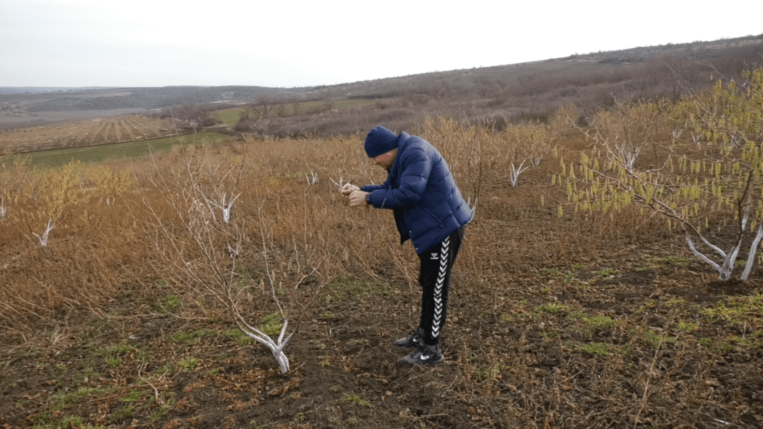 În mijloc de iarnă, au înflorit livezile de alun
