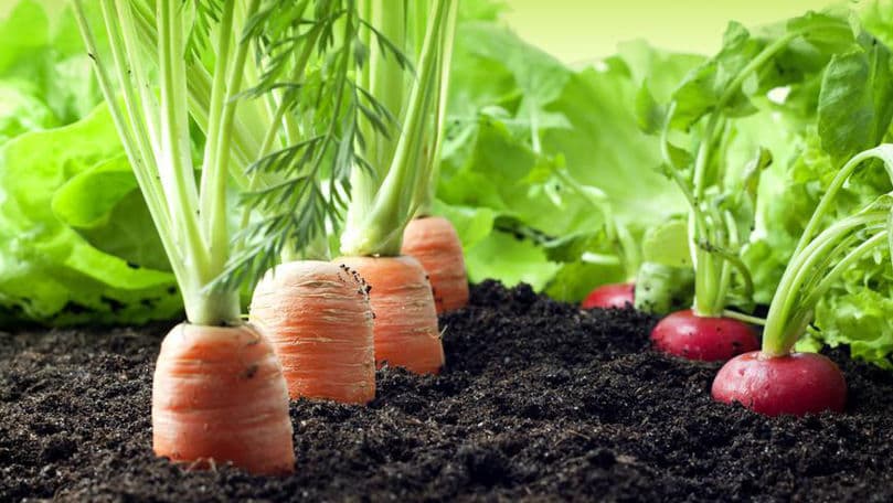 Ce legume se plantează în ianuarie şi februarie