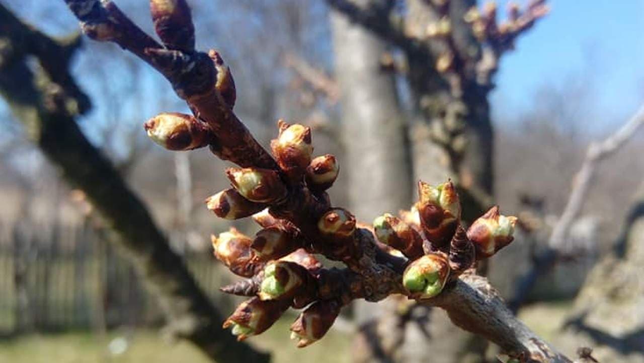 Dezmuguritul, fenofaza cheie pentru aplicarea uleiului horticol